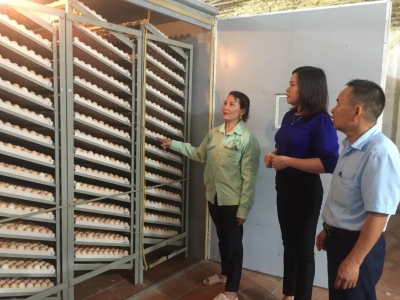Thu tiền tỷ từ việc chăn  nuôi gia cầm